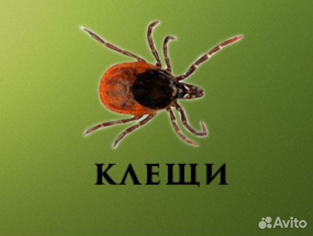 Обработка от клещей
