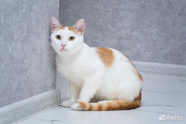 Шикарный ласковый кот в поиске дома