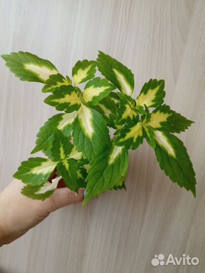 Колеусы (листай фото) для дома и дачи