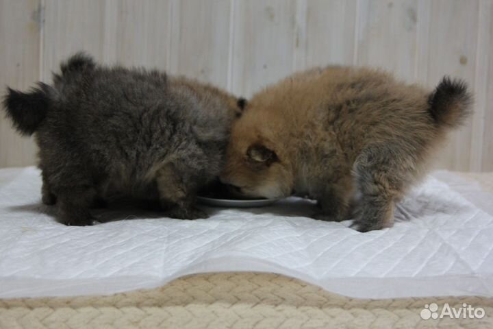 Щенки шпица