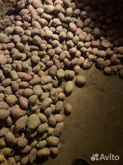 Картофель на посадку или на еду