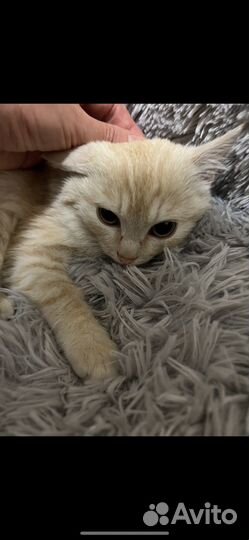 Котенок