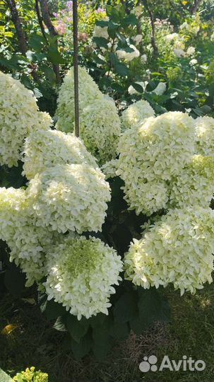 Гортензия метельчатая Скайфолл