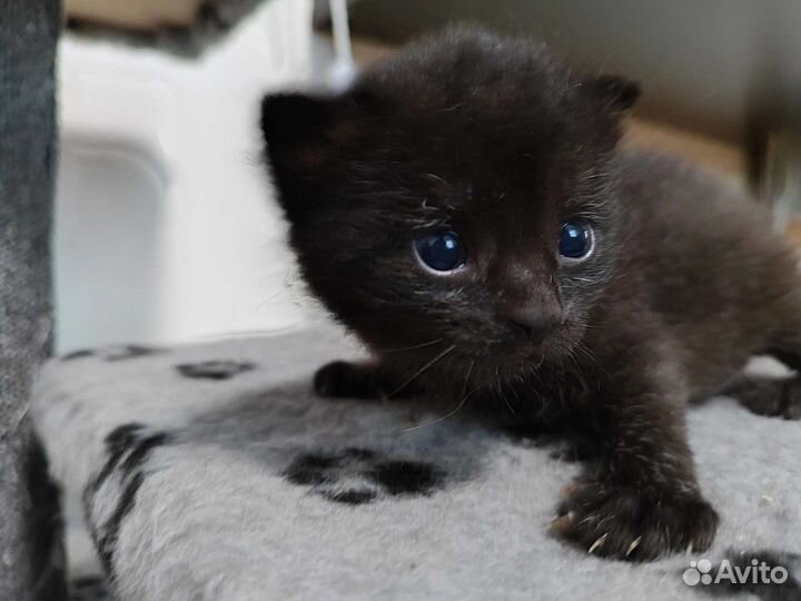 Шотландские вислоухие котята