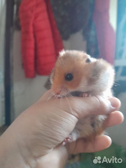 Продаю хомяков