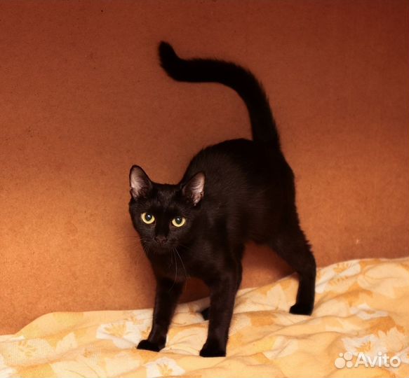 Кошка мини-пантера