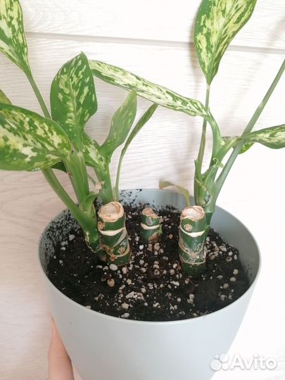 Диффенбахия везувий