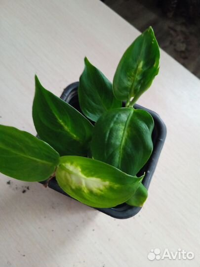 Комнатные цветы