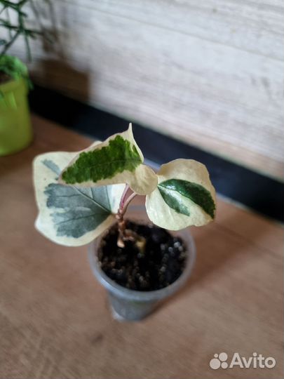 Комнатные растения цветы