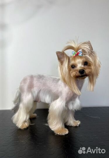 Груминг собак, грумер, стрижка собак