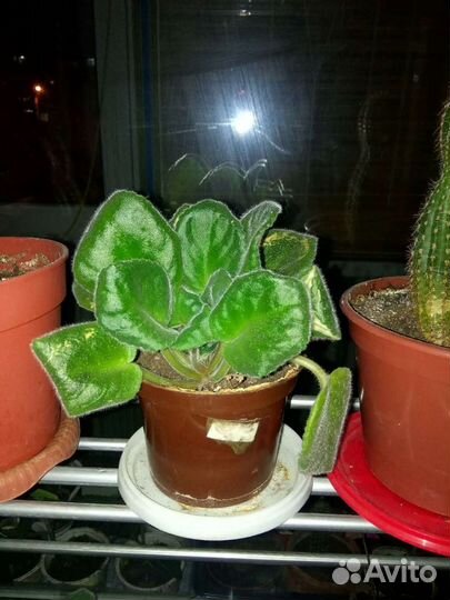 Комнатные цветы