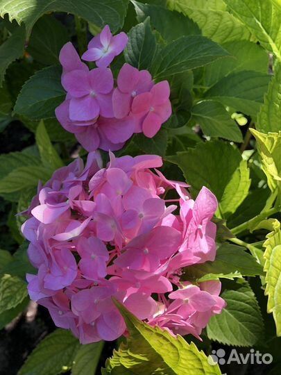 Гортензия саженцы зкс