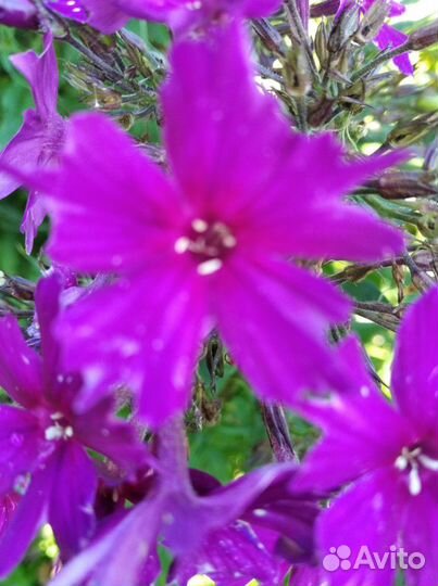 Флокс садовый многолетка