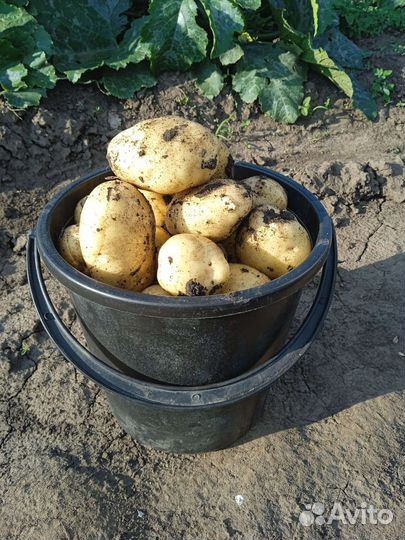 Продается картофель