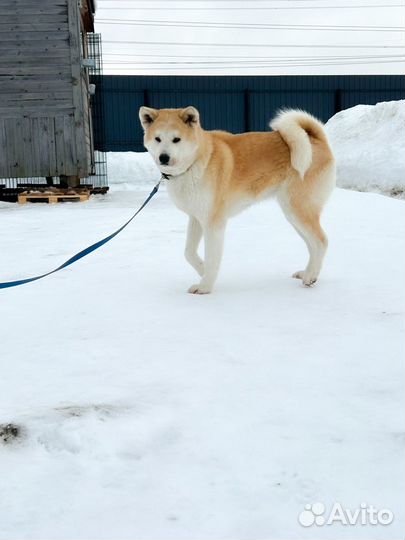 Акита девочка