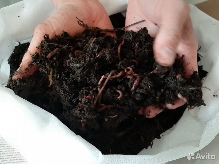 Дождевые калифорнийские черви