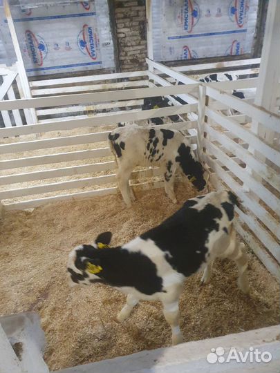 Бычки и тёлки