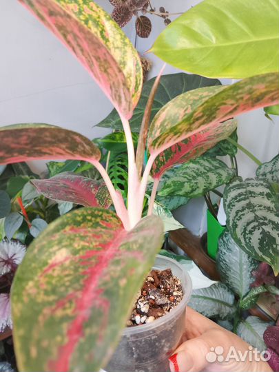 Аглаонема Tong Nue Kao