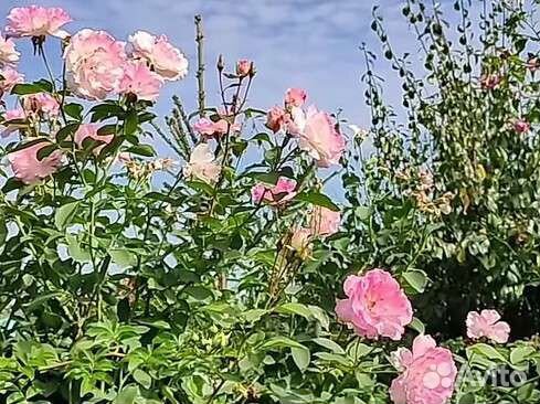 Розы и флоксы