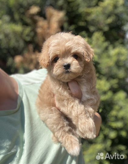 Кукленок Мальтипу F1