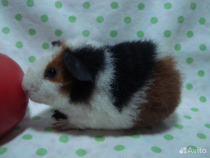 Морская свинка американский тедди