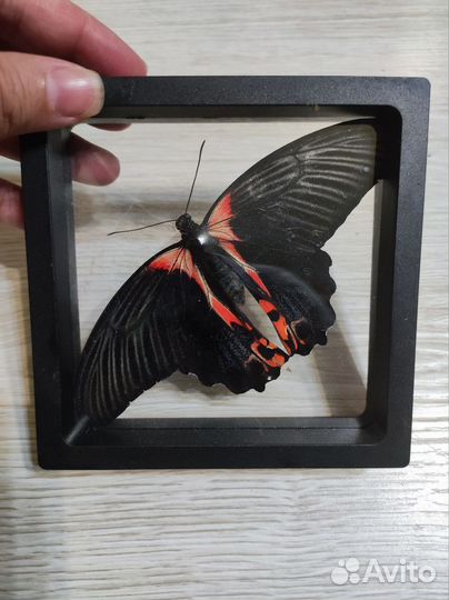 Засушенные бабочки
