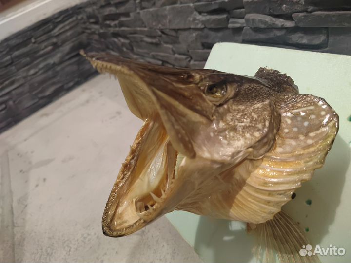 Чучело головы щуки