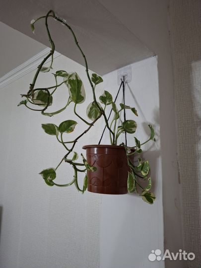 Кашпо с цветами