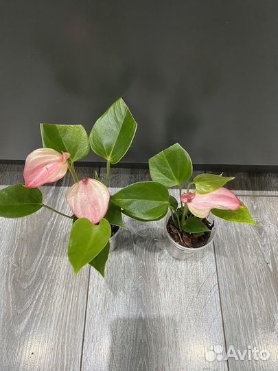 Антуриум матата