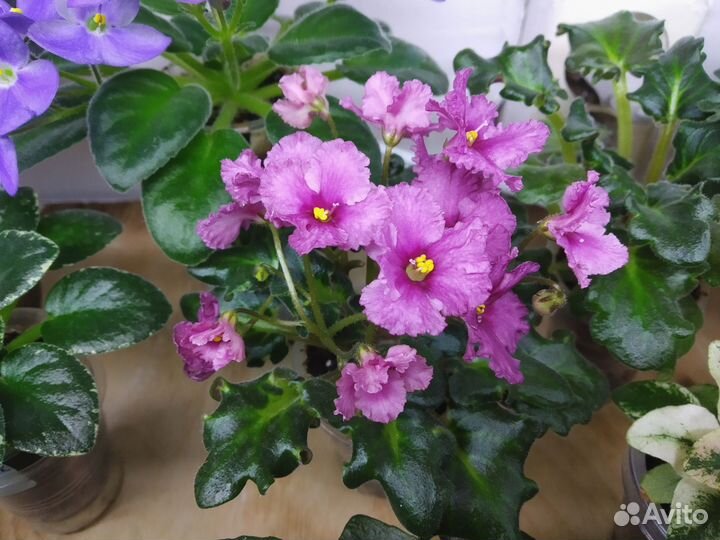 Мини фиалки