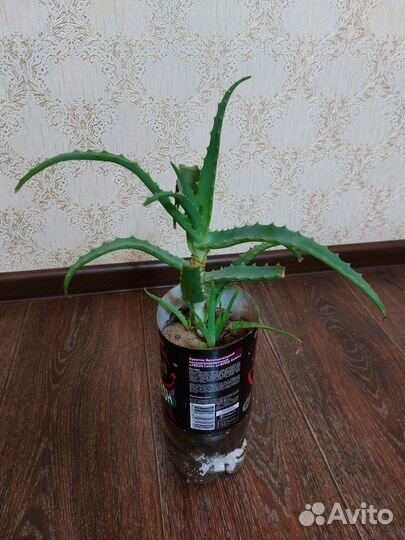 Алоэ столетник