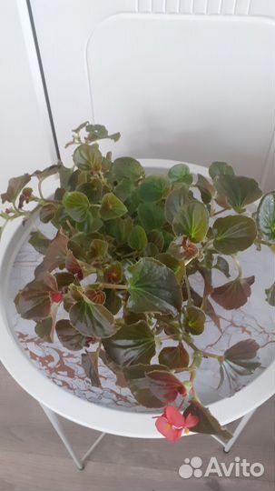 Комнатные цветы