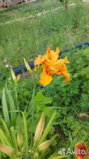 Лилейники и лилии