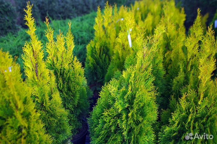 Туя Смарагд 1,8-2 м