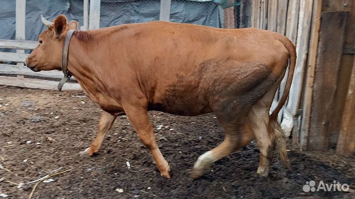 Коровы, нетель, телята