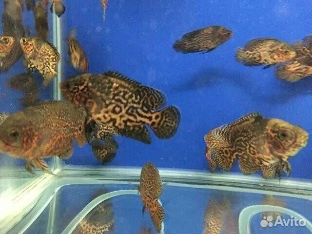 Аквариумные рыбки Астронотус