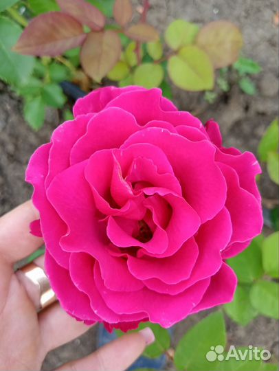 Продаю розы