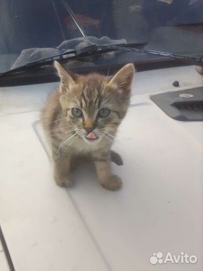 Котёнок мальчик