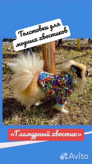 Пошив одежды для собак. Одежда для собак