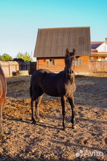Кобыла Орловская