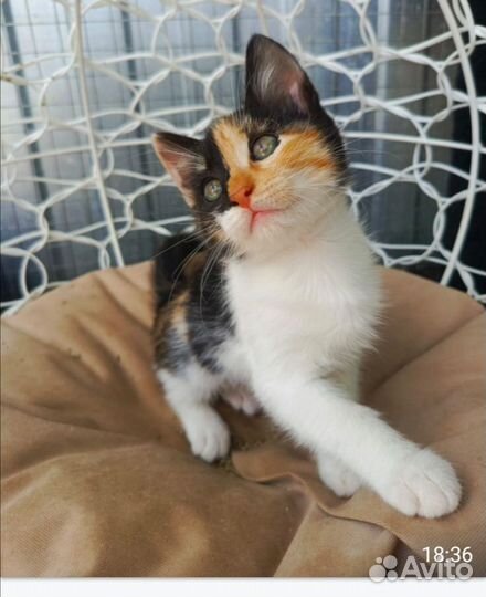 Самая красивая на счастье