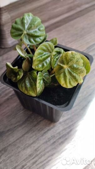 Пеперомия лилиан