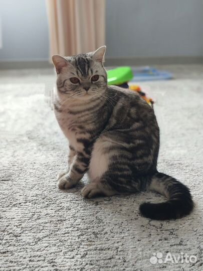 Британский кот на вязку