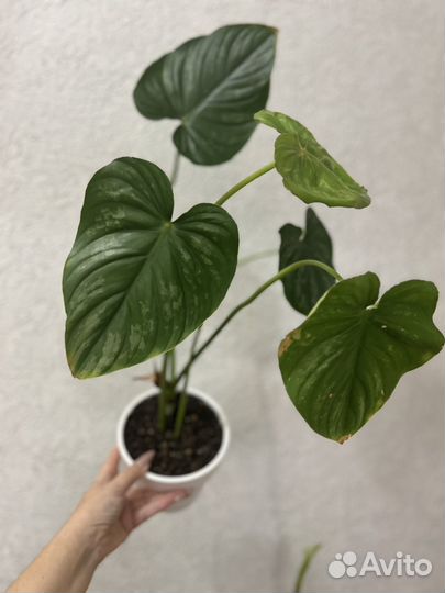 Филодендрон гибрид