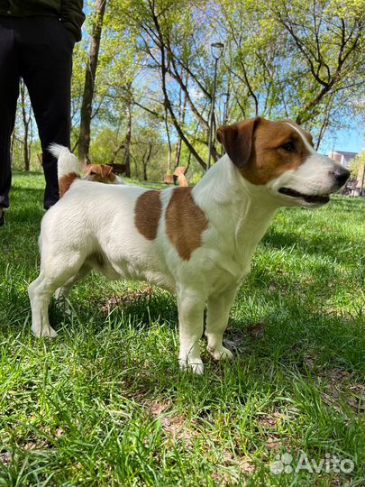 Вязка джек рассел терьер