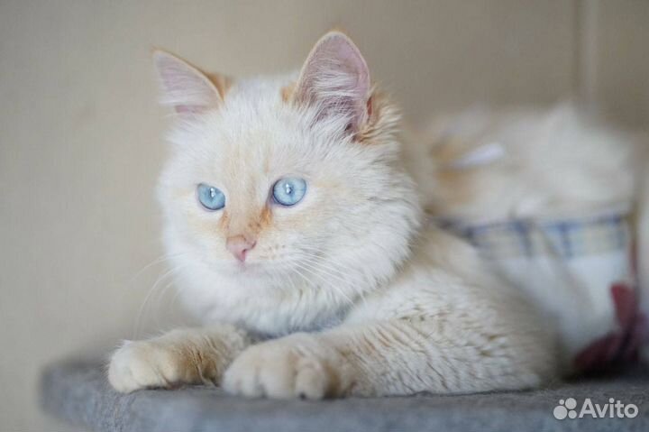 Кошка с васильковыми глазами