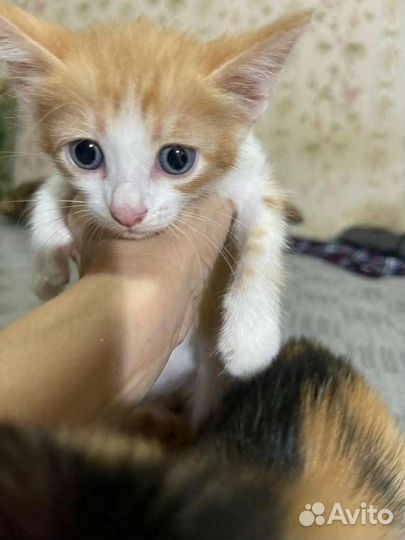 Кошка в дар девочки