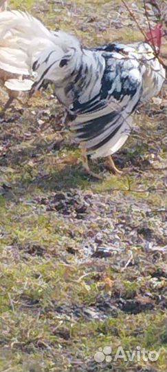 Петух леггорн далматинец 2 мес