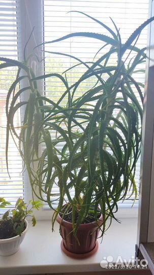 Алоэ лечебный