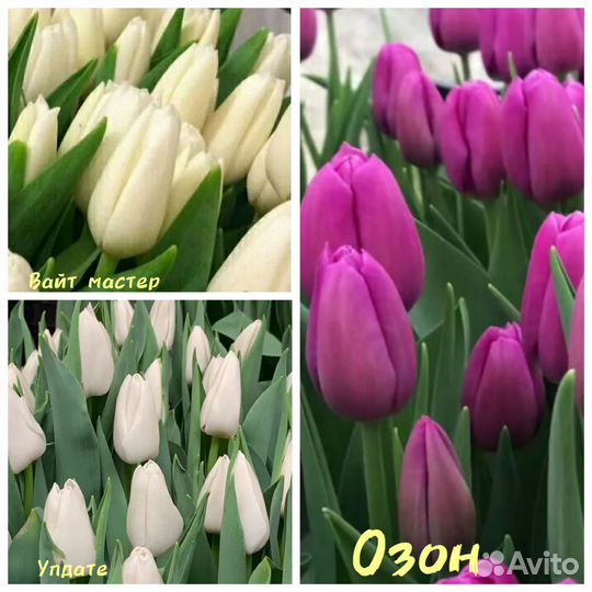 Луковицы тюльпана после выгонки очищенные